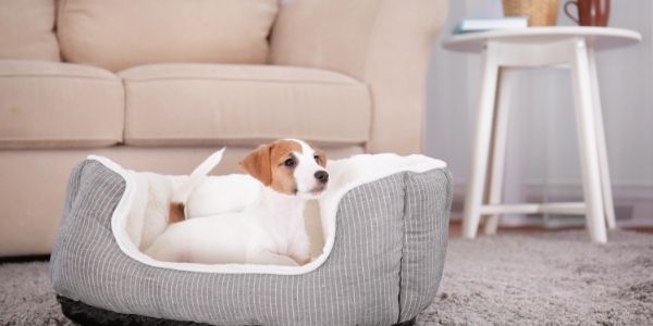 How to clean shop dog bed pee